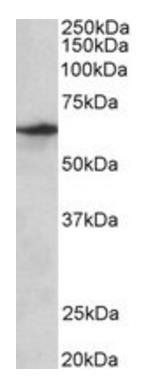 Goat anti-SLC47A2 Antibody