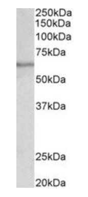 Goat anti-SLC47A2 Antibody