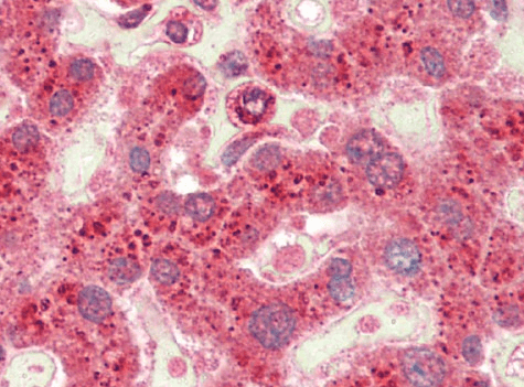Goat anti-Crot (rat) Antibody