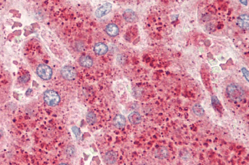 Goat anti-Crot (rat) (aa178-199) Antibody