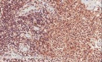 CD28 antibody