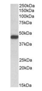SDF4 (aa161-175) Antibody