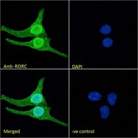 Goat anti-RORC (aa200-212) Antibody