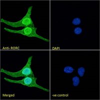 RORC antibody