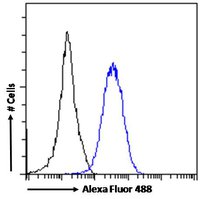 Goat anti-RORC (aa200-212) Antibody