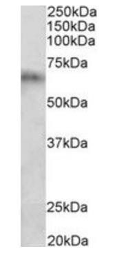 Goat anti-Cyp2d5 / Cyp2d10 (rat) Antibody