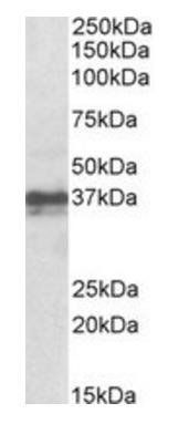 Goat anti-Foxi3 (mouse) Antibody