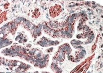 Goat anti-MOB2 (aa128-140) Antibody