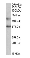 CBARA1 antibody