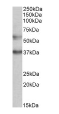 Goat anti-CBARA1 (aa113-126) Antibody