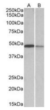 Goat anti-TXNDC5 (aa281-295) Antibody