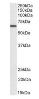 Goat anti-PDIA2 (aa477-481), Biotinylated Antibody