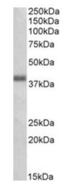 Goat anti-OXER1 (aa389-400) Antibody