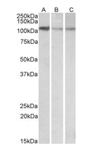 MTHFD1L antibody
