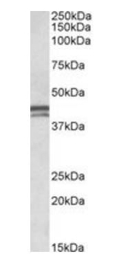 Goat anti-APOL1 (aa297-309) Antibody