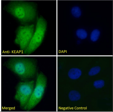 Goat anti-KEAP1 (aa41-53) Antibody