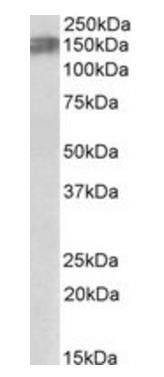 Alk (mouse) Antibody