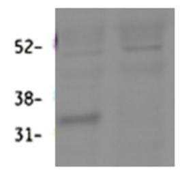 Goat anti-Hsd11b1 (mouse) Antibody
