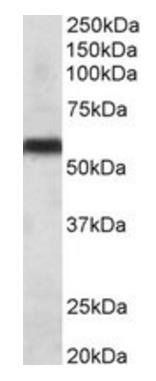 Goat anti-cytochrome P450 2C8 Antibody