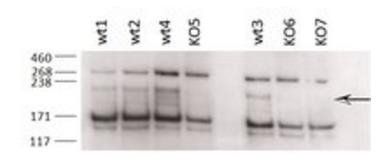 Goat anti-Terminal Uridylyltransferase 4 (mouse) Antibody