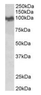 Amyloid beta peptide (mouse) Antibody