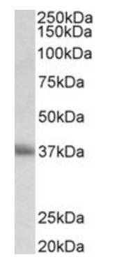 Goat anti-CD7 (aa132-146) Antibody