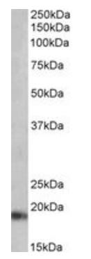 Goat anti-Atrial natriuretic factor Antibody