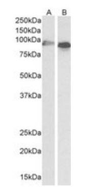 Goat anti-cytochrome P450 1A1 Antibody