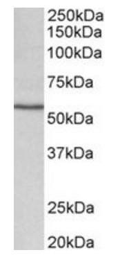 cytochrome P450 1A1 (mouse) Antibody