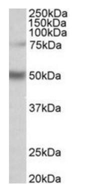 ULK3 (aa445-458) Antibody
