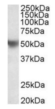 Goat anti-APOH (aa145-157) Antibody