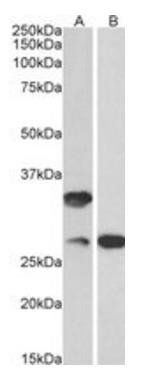 C16orf57 antibody