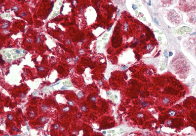 Goat anti-DBH (aa437-448) Antibody
