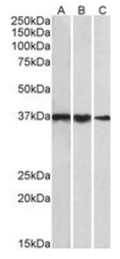 Goat anti-HMHA1 (aa57-71) Antibody
