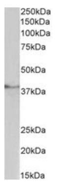 Goat anti-HMHA1 (aa57-71) Antibody