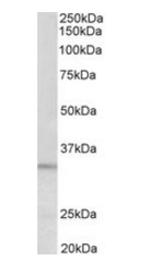 Goat anti-PI15 (aa128-141) Antibody