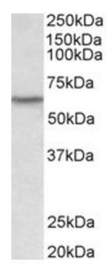 LCK (aa39-52) Antibody