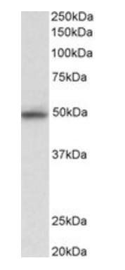 MAPK9/JNK2 alpha (aa217-230) Antibody
