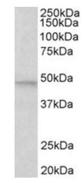 MAPK9/JNK2 beta (aa217-230) Antibody
