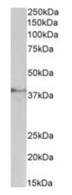 Goat anti-TBP /Transcription factor IID (aa39-50) Antibody