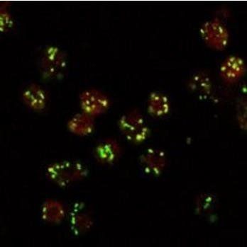 Goat anti-lava lamp (Drosophila melanogaster) Antibody