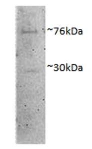 Dishevelled1 (aa20-32) Antibody