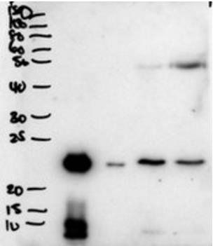Goat anti-BPIFA1 / PLUNC Antibody