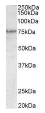 Trp63 (mouse) Antibody