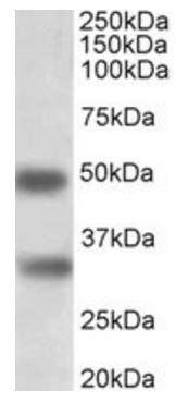 Goat anti-GEM (aa34-46) Antibody