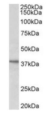 CLO29 (aa30-43) Antibody