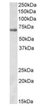 Goat anti-Zfp157 (mouse) Antibody