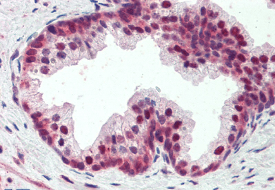 Goat anti-PDCD4 (aa210-221) Antibody