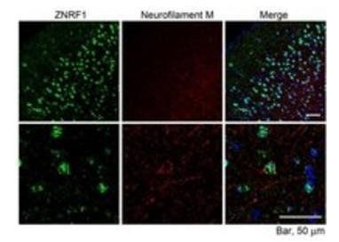 Goat anti-ZNRF1 (mouse) Antibody