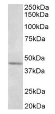 Synaptotagmin-5 (aa 80-93) Antibody